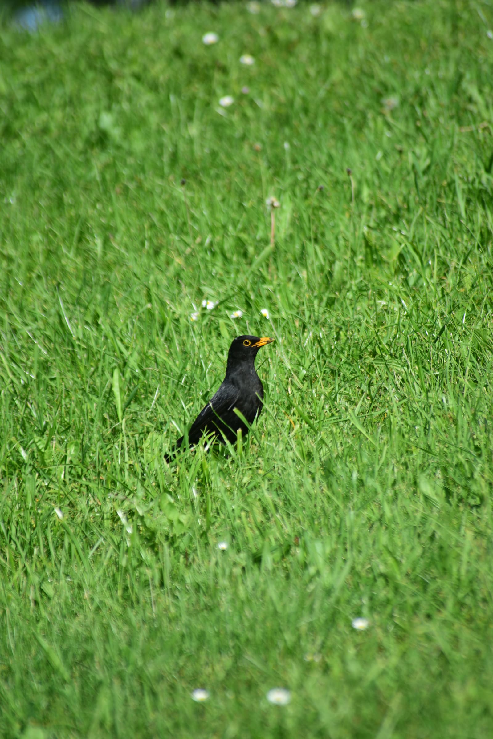 Manual focus on a black bird