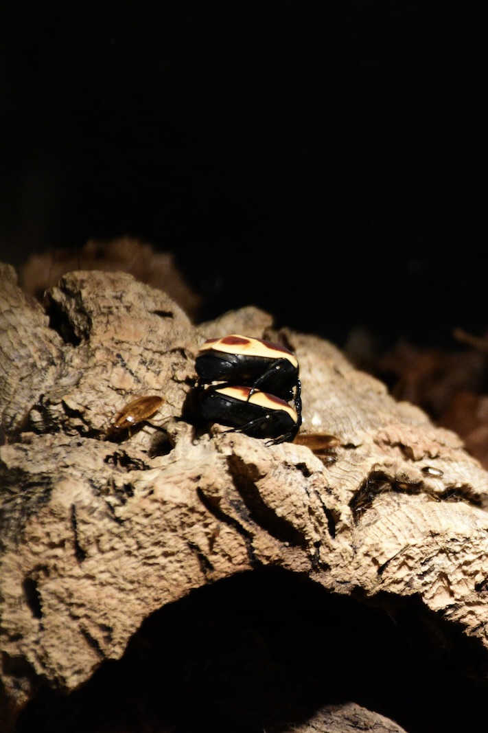 The Zagreb Zoo: Cockroaches