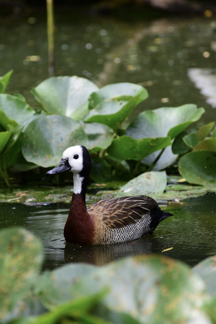 The Zagreb Zoo: Duck