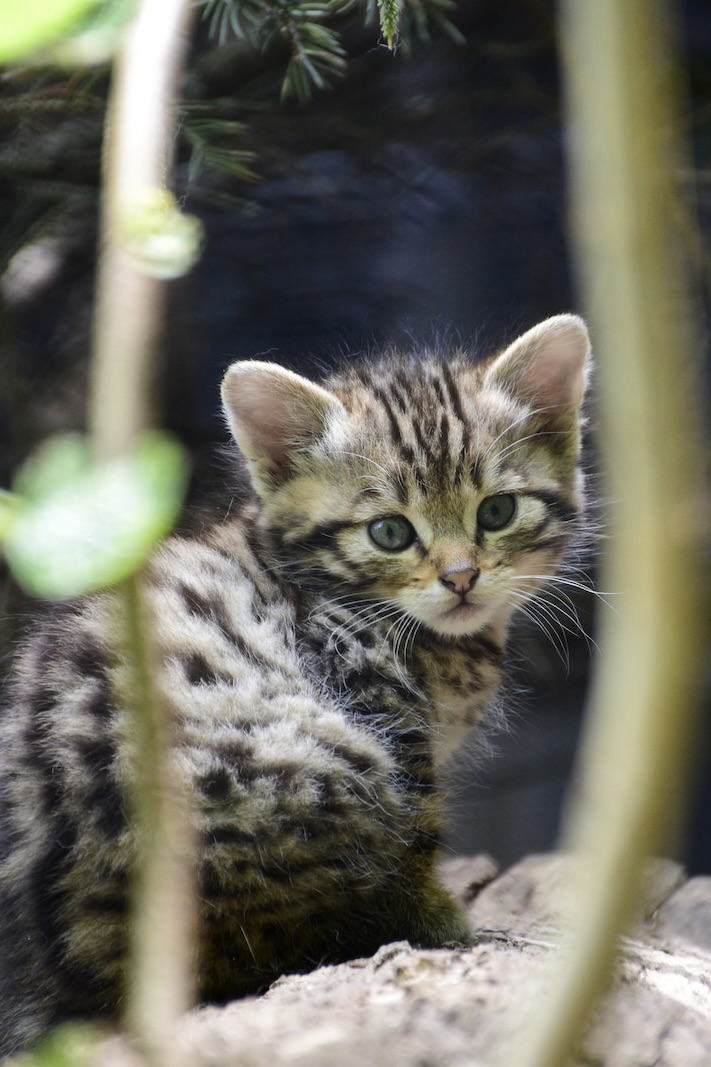 The Zagreb Zoo: Kitty